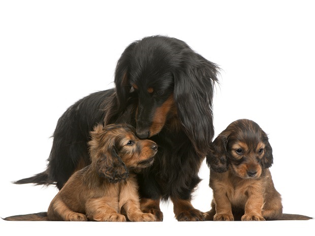 Mother Dachshund and her dachshund puppies