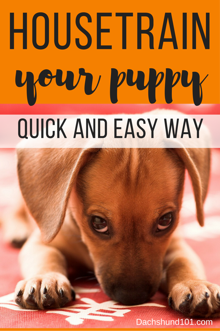 How to House Train Puppy House train puppy the fast & easy way